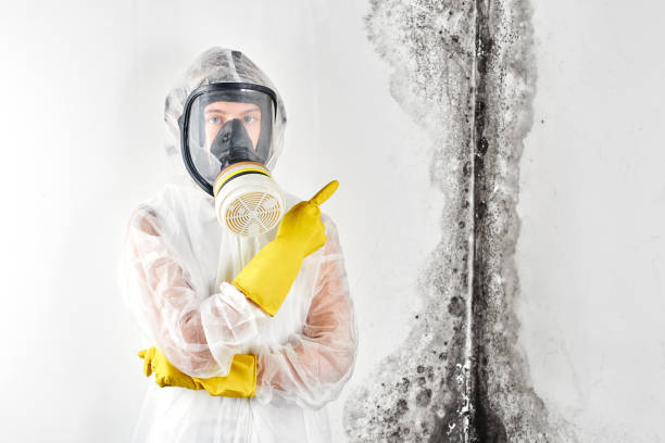 Best Mold Odor Removal Services  in Liberty, PA